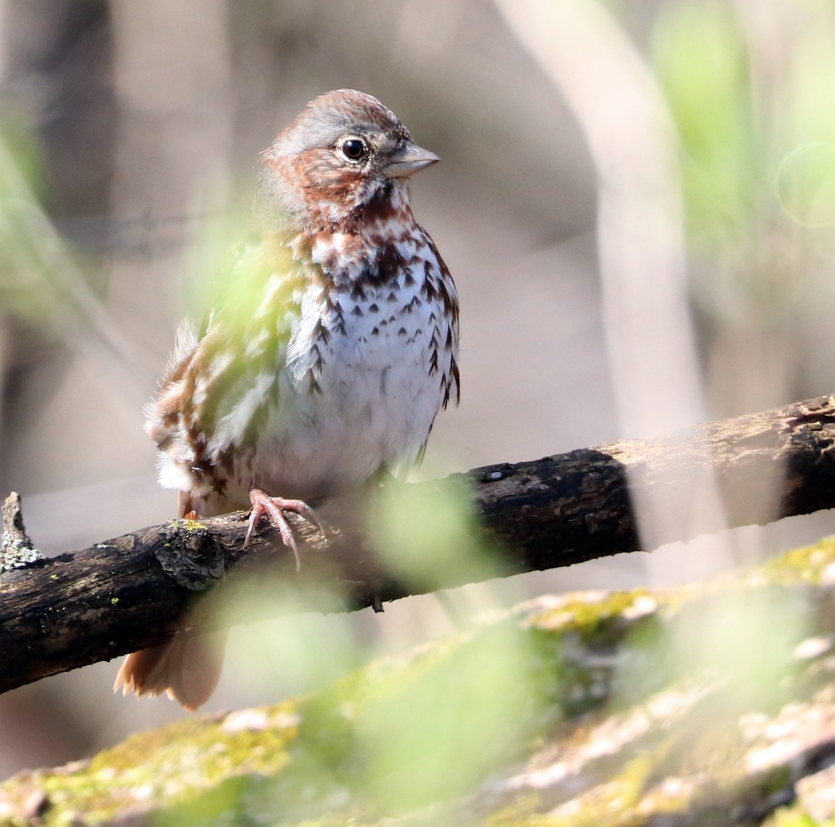 Fox Sparrow - ML618905737