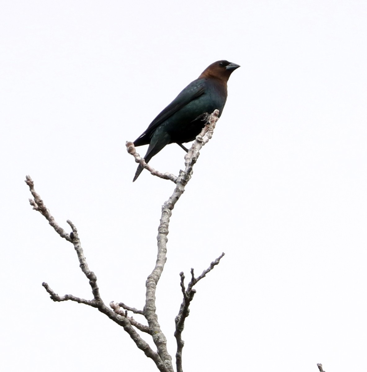 Brown-headed Cowbird - ML618905767