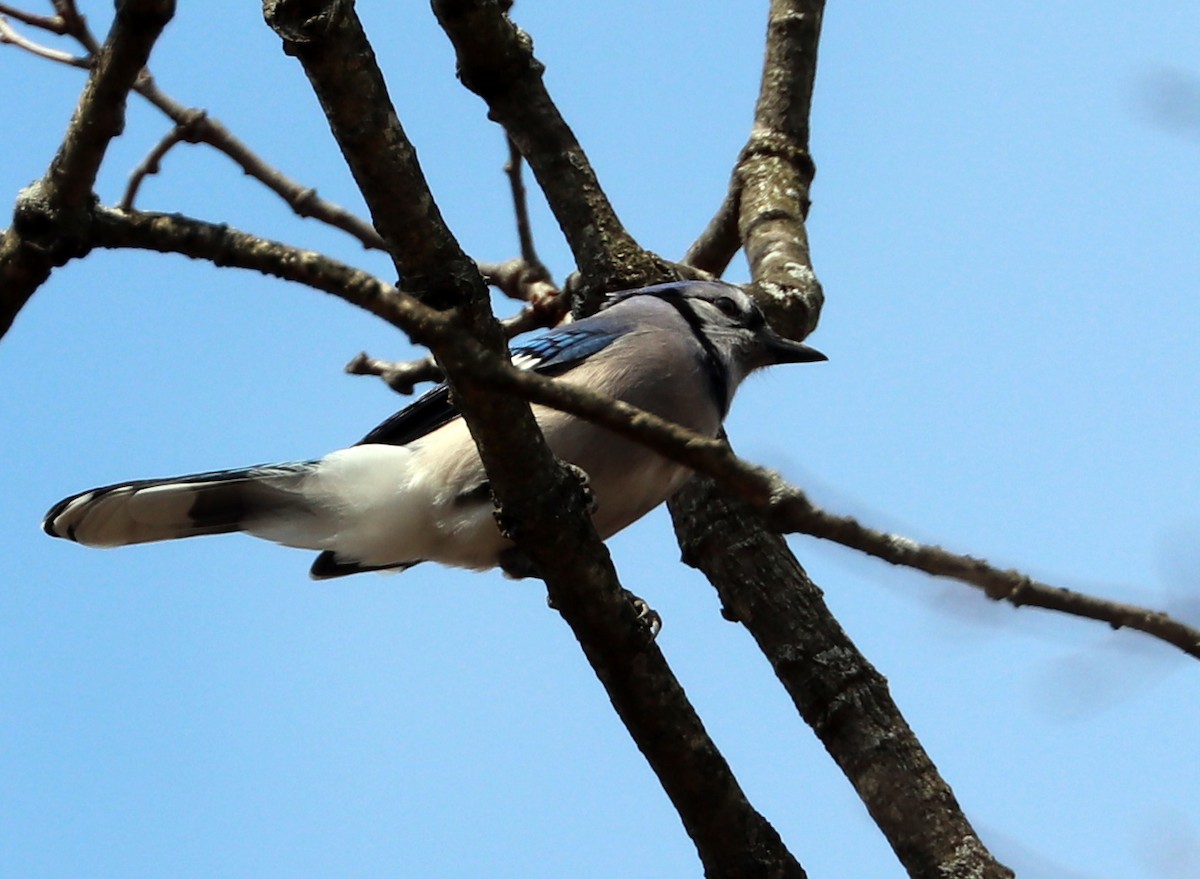 Blue Jay - Dmitrii Travin