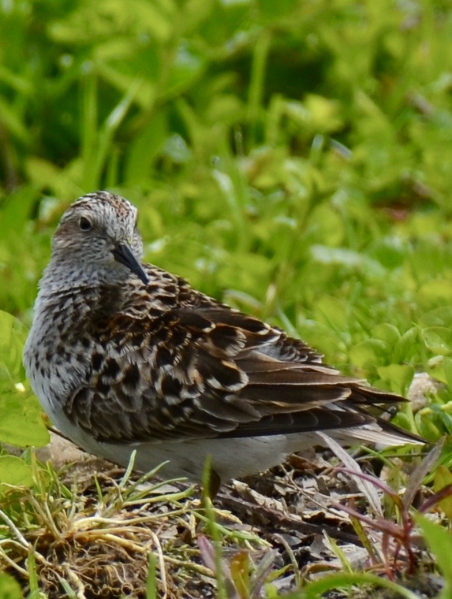 Least Sandpiper - ML618905794