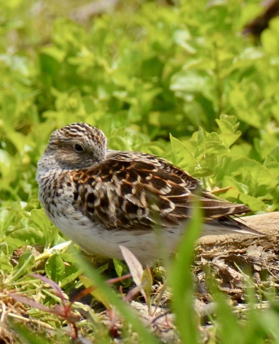 Least Sandpiper - ML618905795