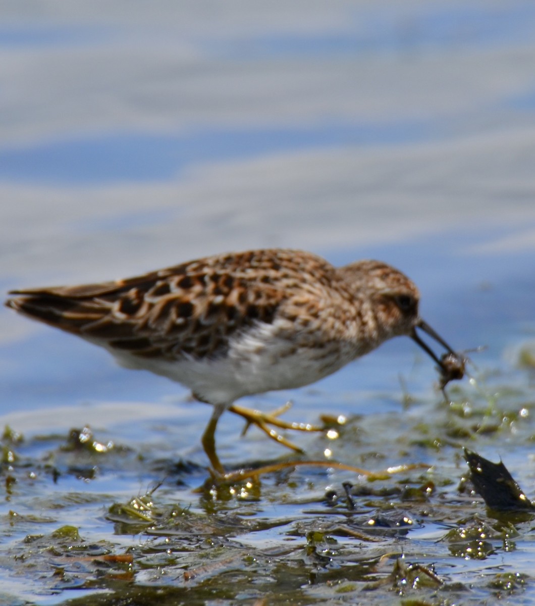 Least Sandpiper - ML618905796