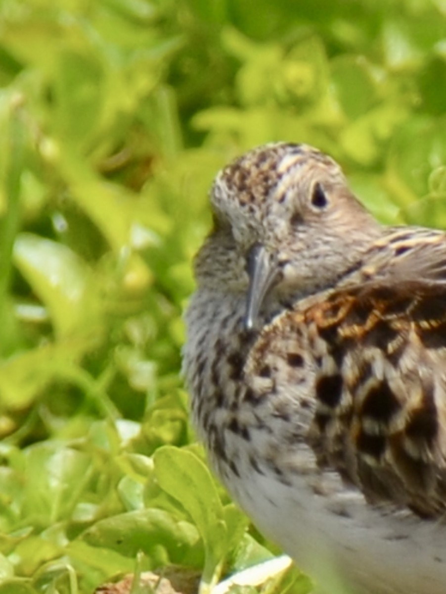 Least Sandpiper - ML618905797