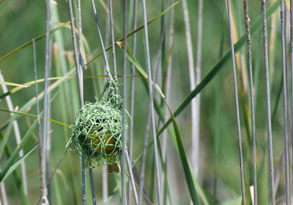 Black-headed Weaver - Jose Paulo Monteiro