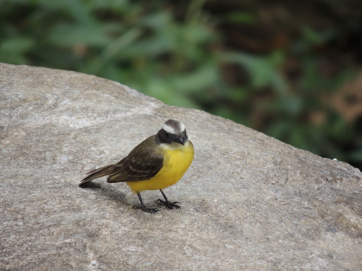 Social Flycatcher - Carolina Dávila