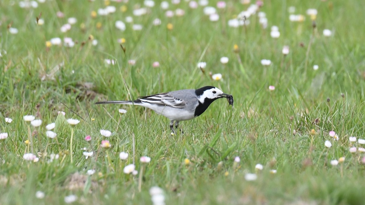 White Wagtail (White-faced) - Vlad Sladariu