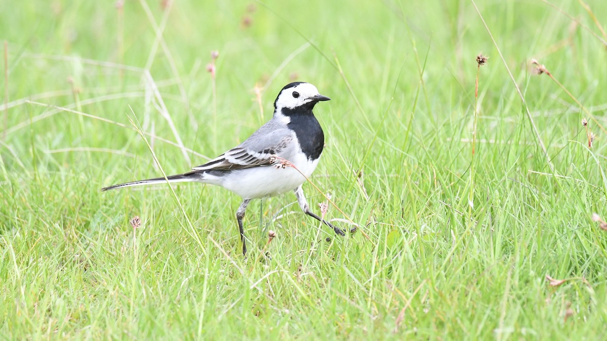 White Wagtail (White-faced) - Vlad Sladariu