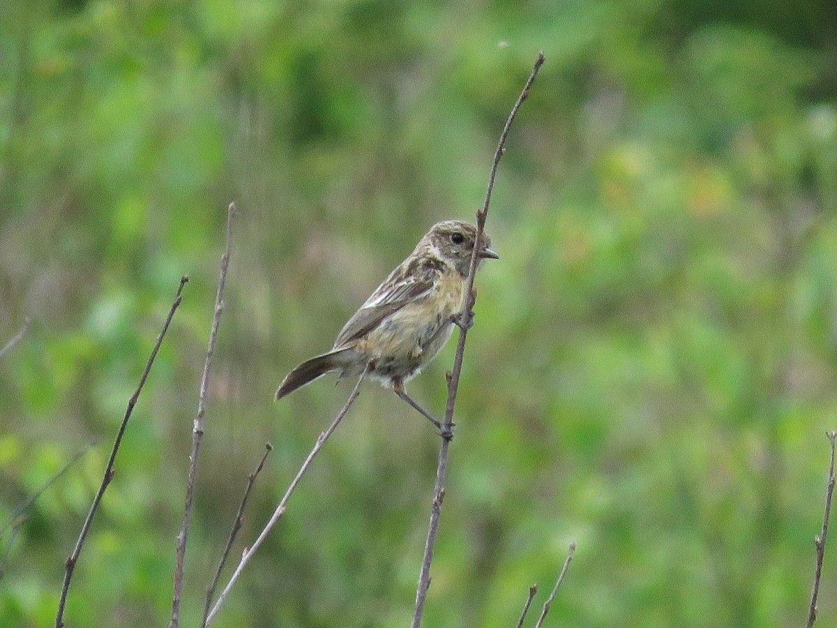 European Stonechat - David Campbell