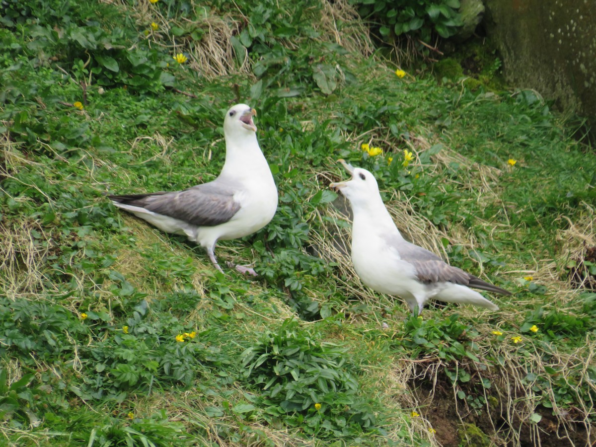 Northern Fulmar - Sally Bergquist