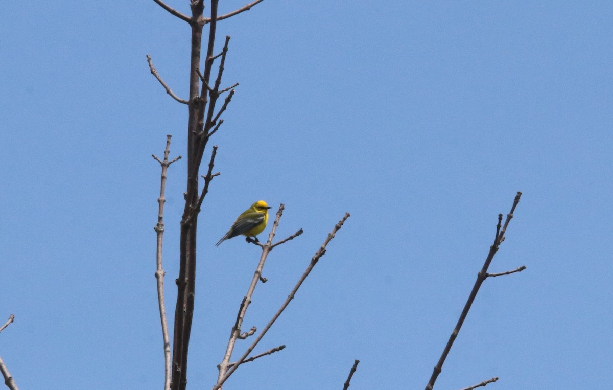 Blue-winged Warbler - Keith Matthieu