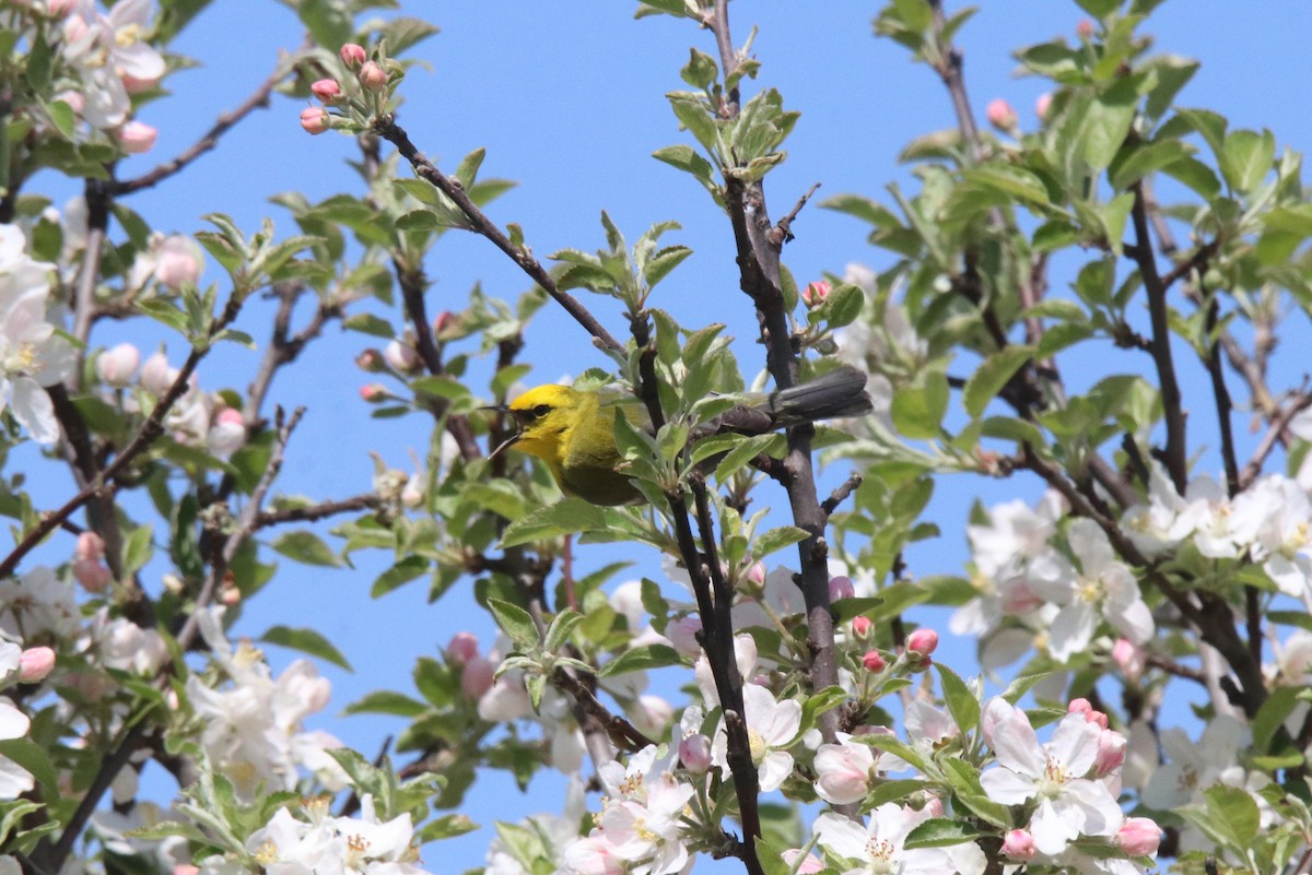 Blue-winged Warbler - Keith Matthieu