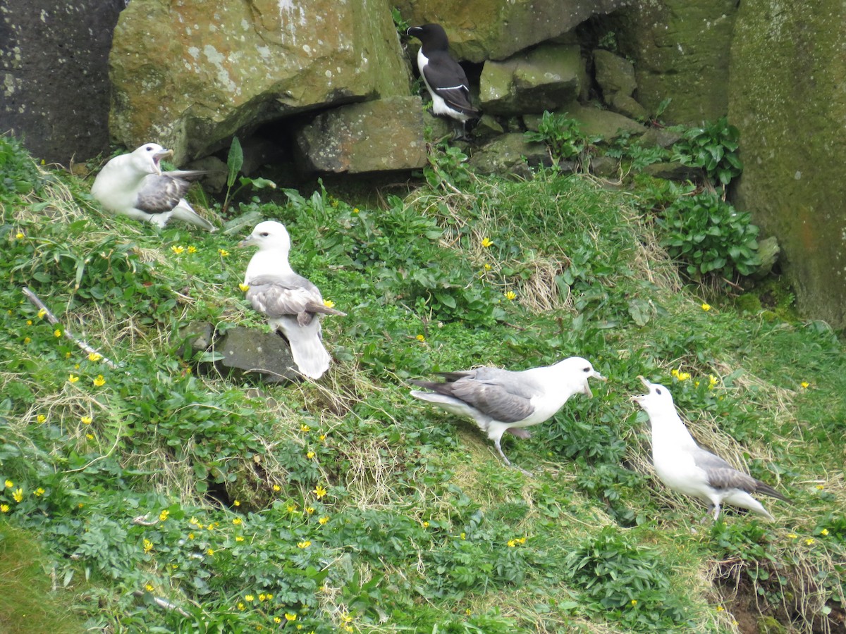 Northern Fulmar - Sally Bergquist