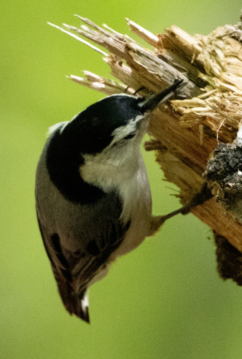 White-breasted Nuthatch - ML618905843