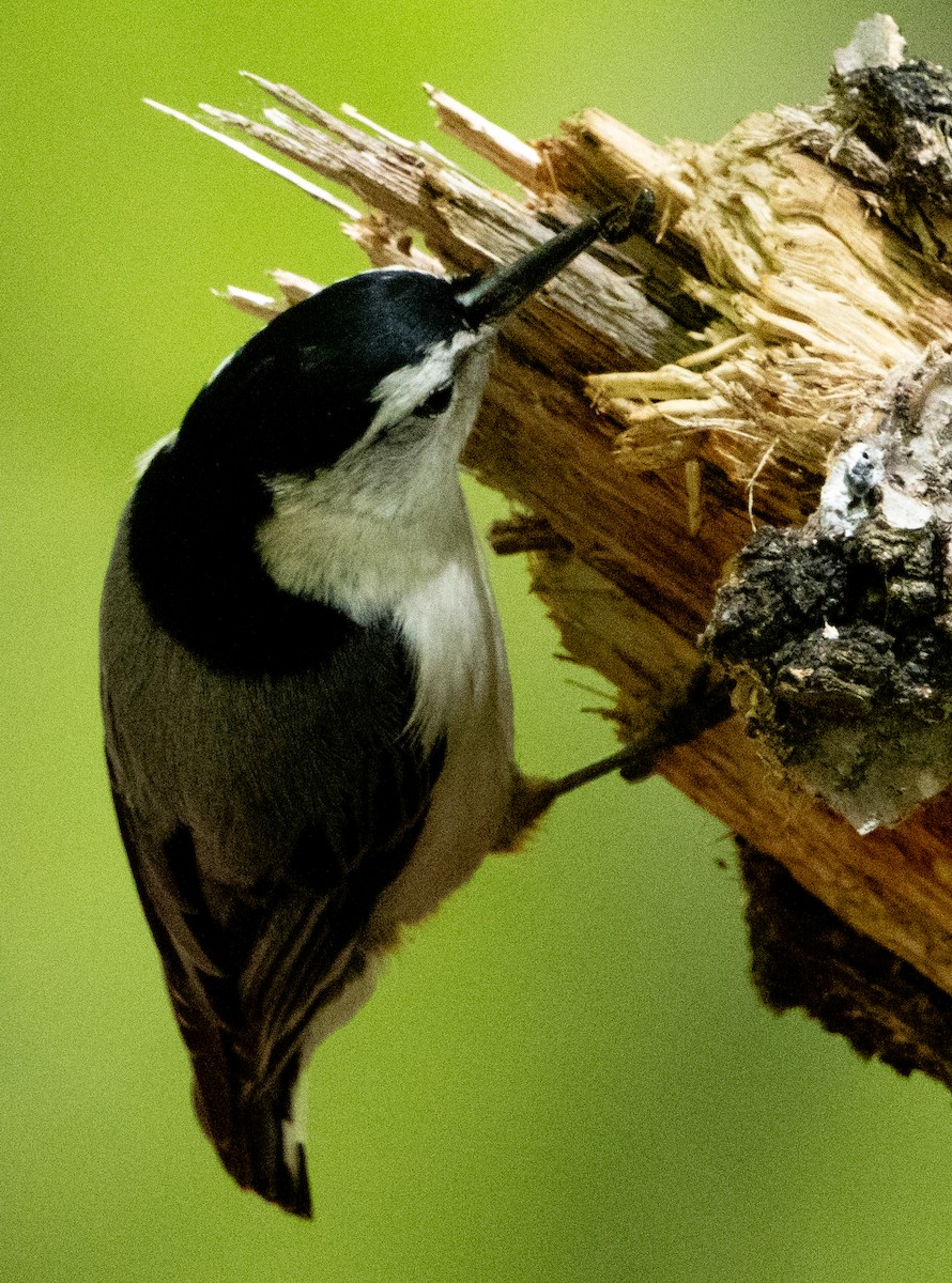 White-breasted Nuthatch - ML618905844