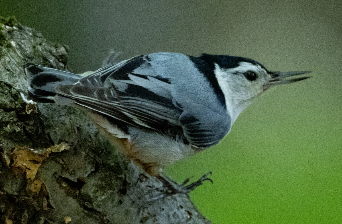 White-breasted Nuthatch - ML618905845