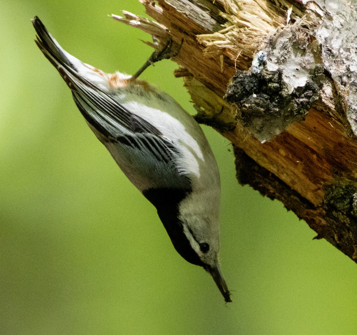 White-breasted Nuthatch - ML618905848