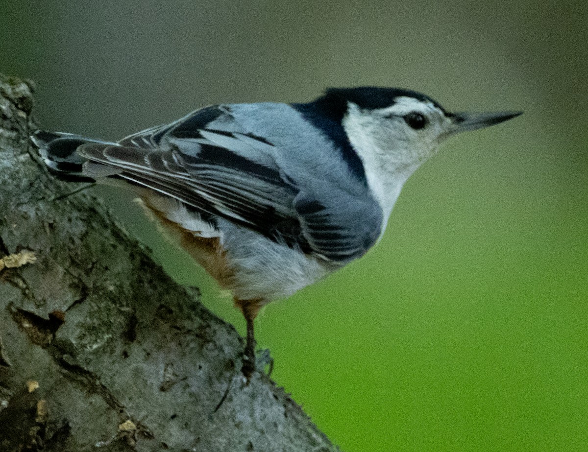 White-breasted Nuthatch - ML618905849