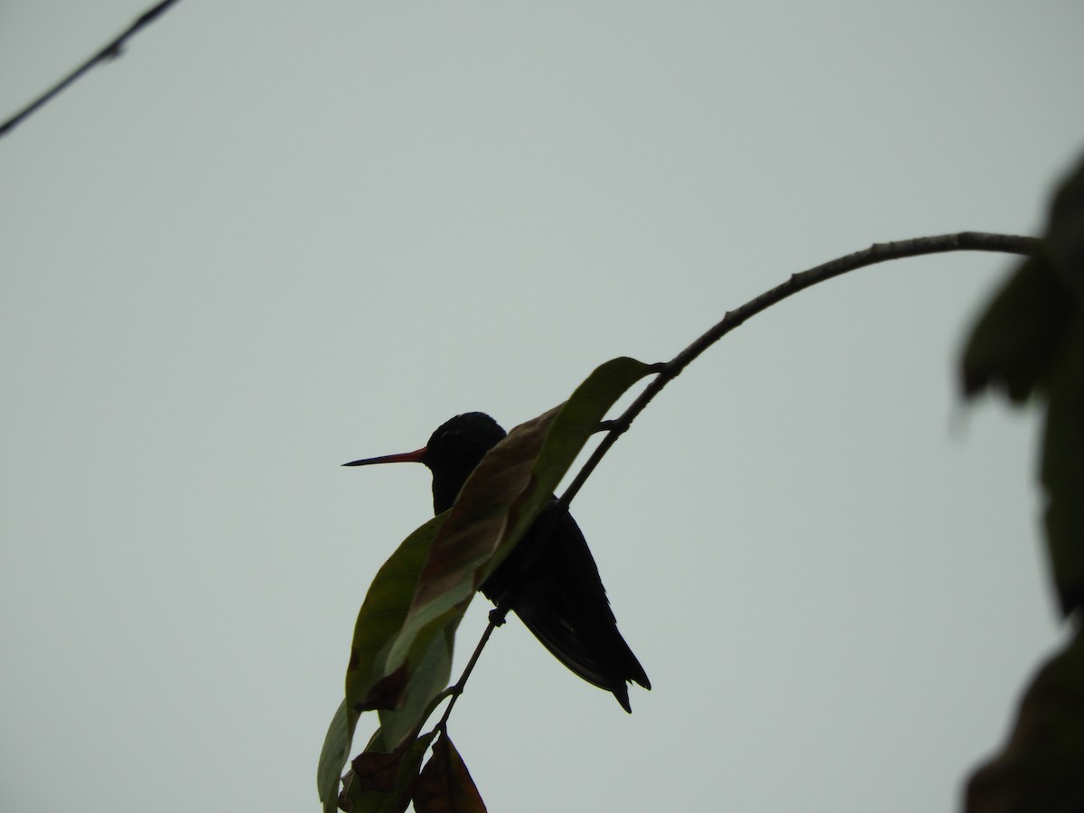 Glittering-bellied Emerald - ML618905852