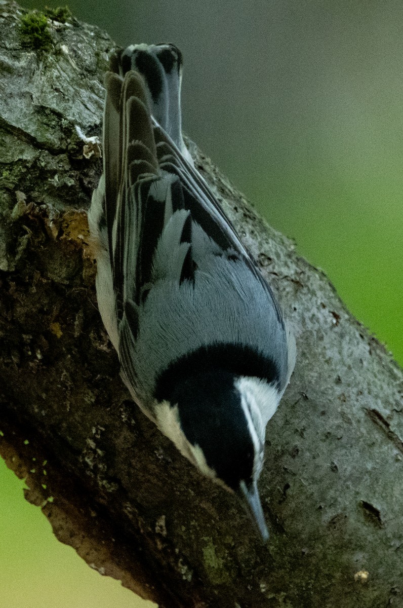 White-breasted Nuthatch - ML618905853
