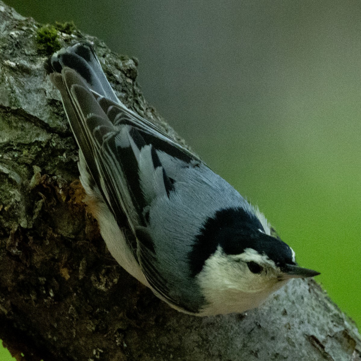 White-breasted Nuthatch - ML618905854