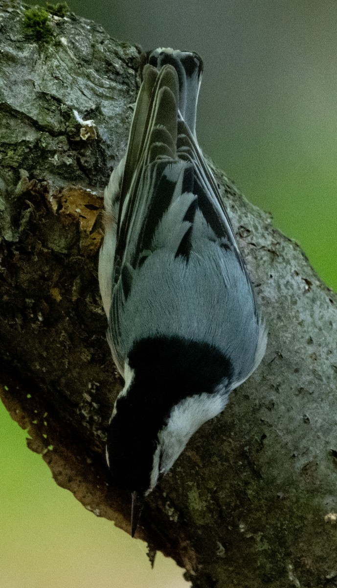 White-breasted Nuthatch - ML618905857