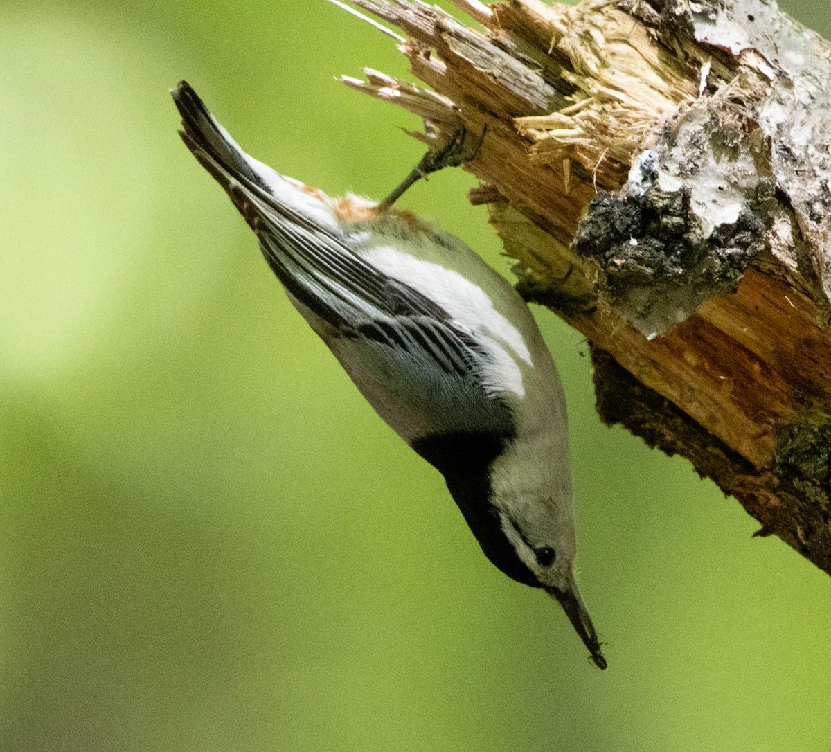 White-breasted Nuthatch - ML618905858