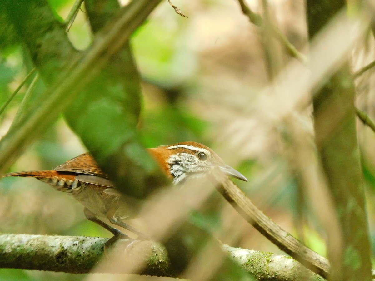 Rufous-and-white Wren - Ariel Fonseca