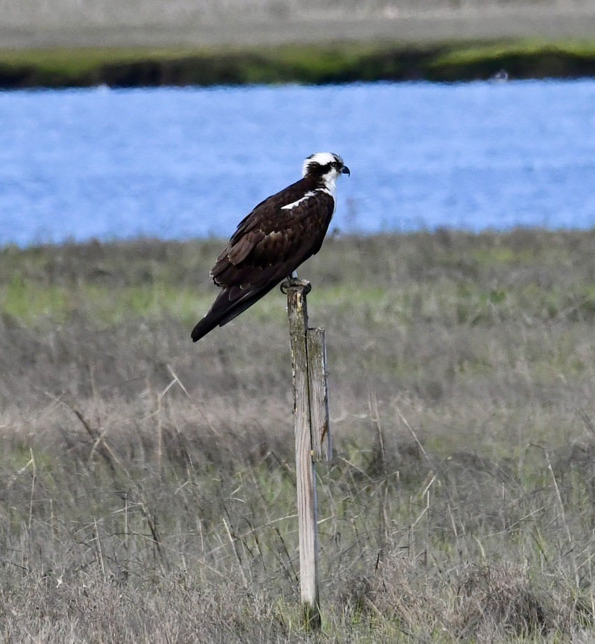 Águila Pescadora - ML618905868