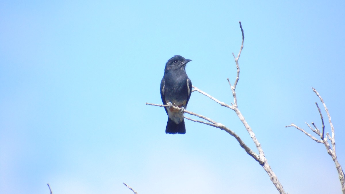 Swallow-winged Puffbird - Eco Reserva Ocelote