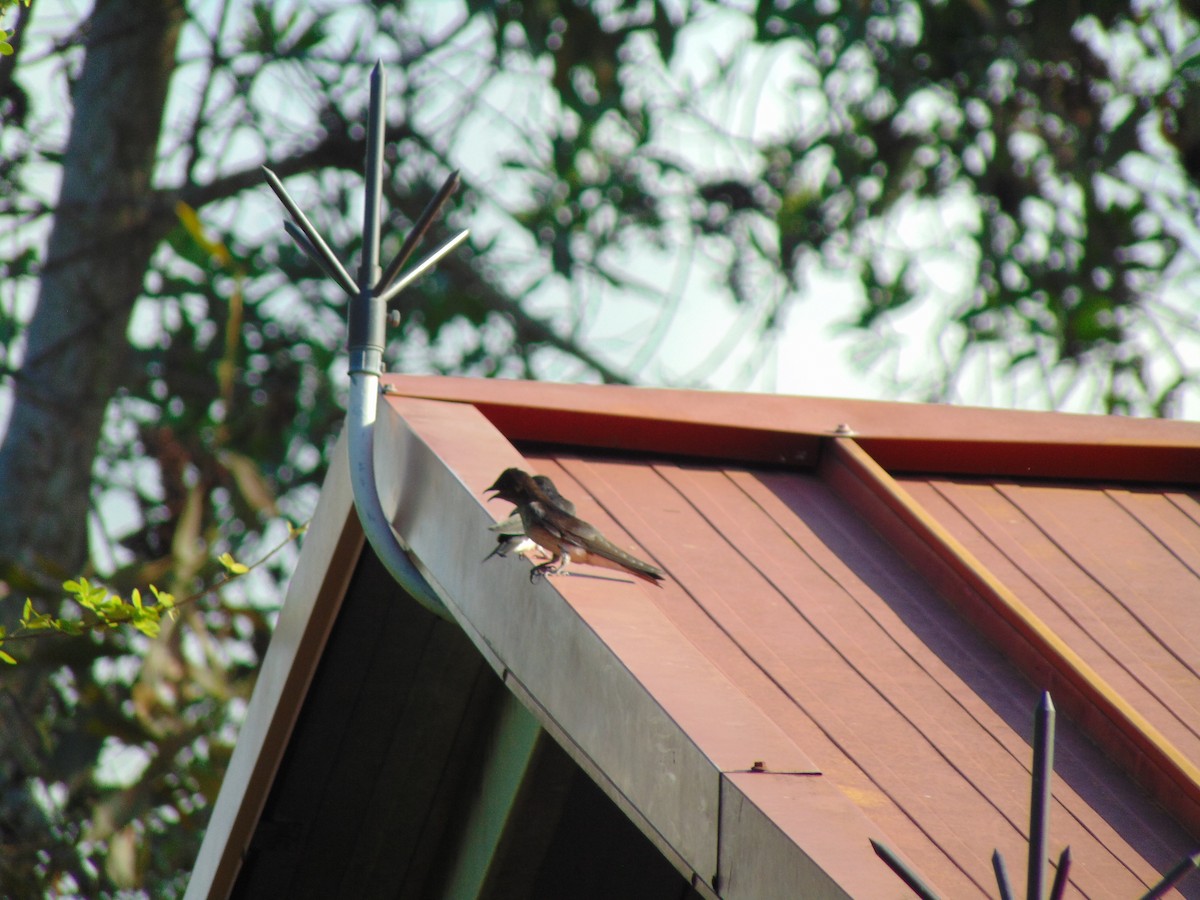 Gray-breasted Martin - ML618905889