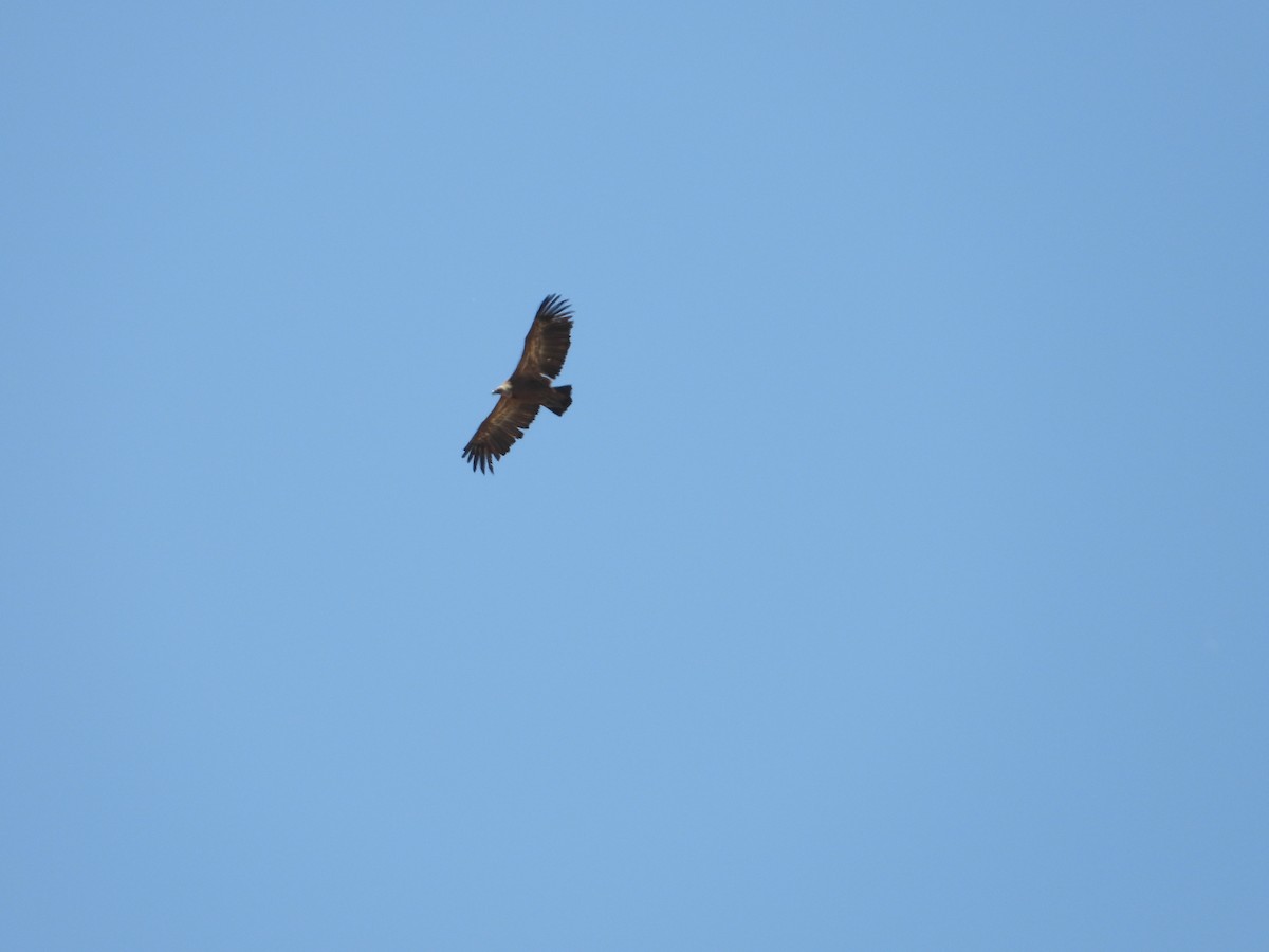 Eurasian Griffon - Martina Holečková