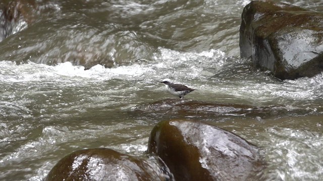 White-capped Dipper - ML618905896