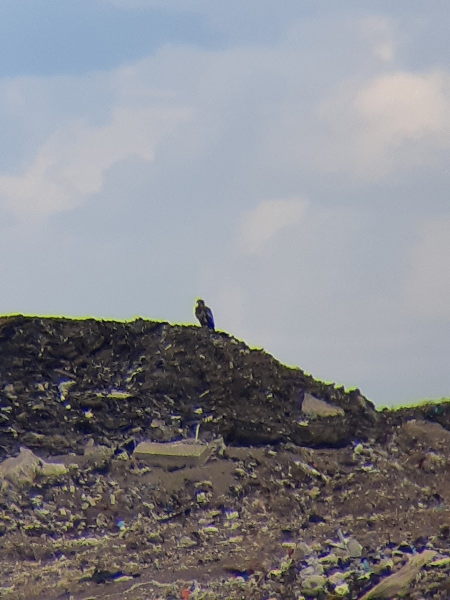 Белоголовый орлан - ML618905919