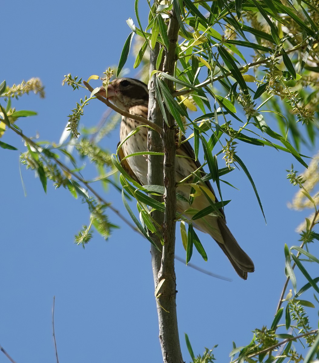 Rose-breasted Grosbeak - ML618905927