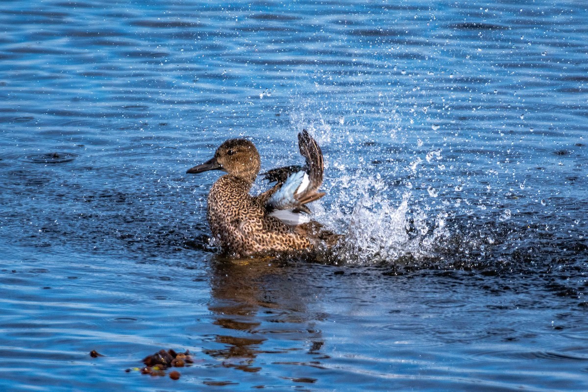 Blue-winged Teal - Roger Katzenberg