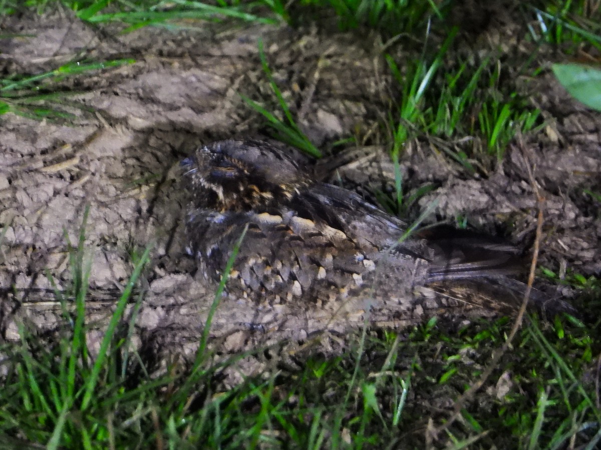 Little Nightjar - Braulio Carlos