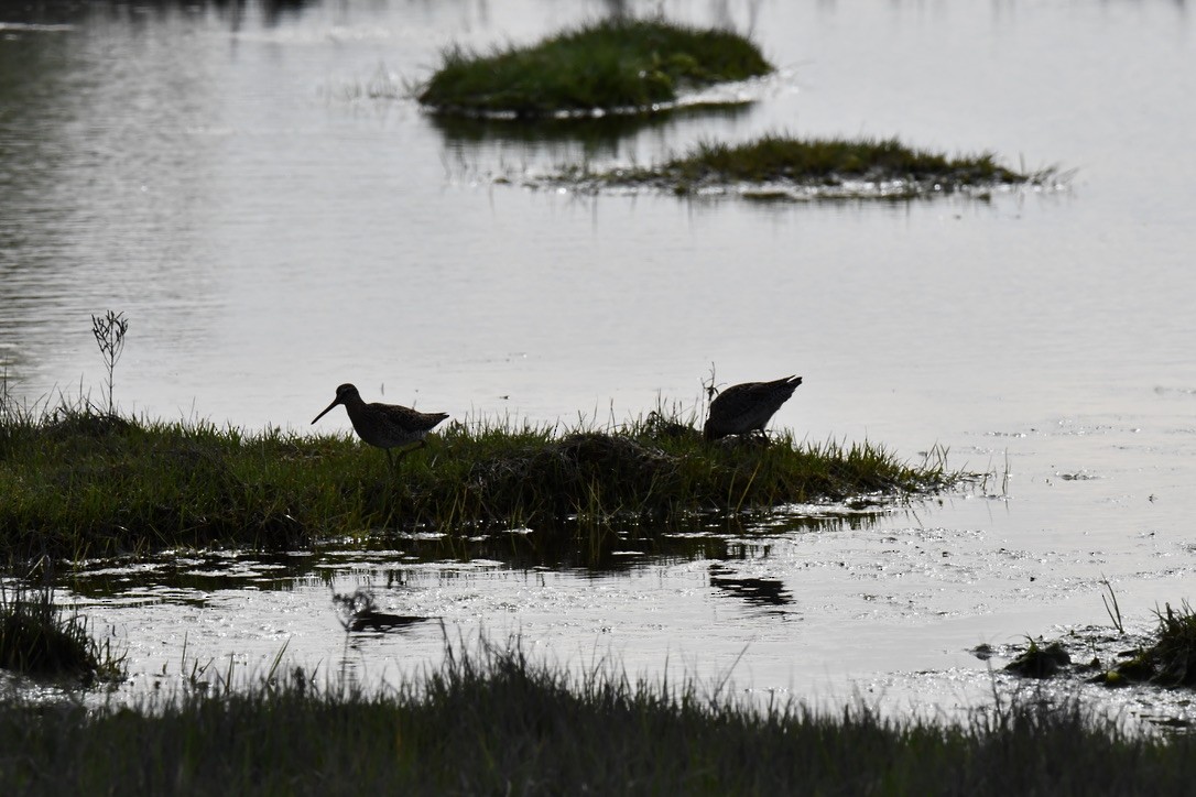 Short-billed Dowitcher - Terri Needham