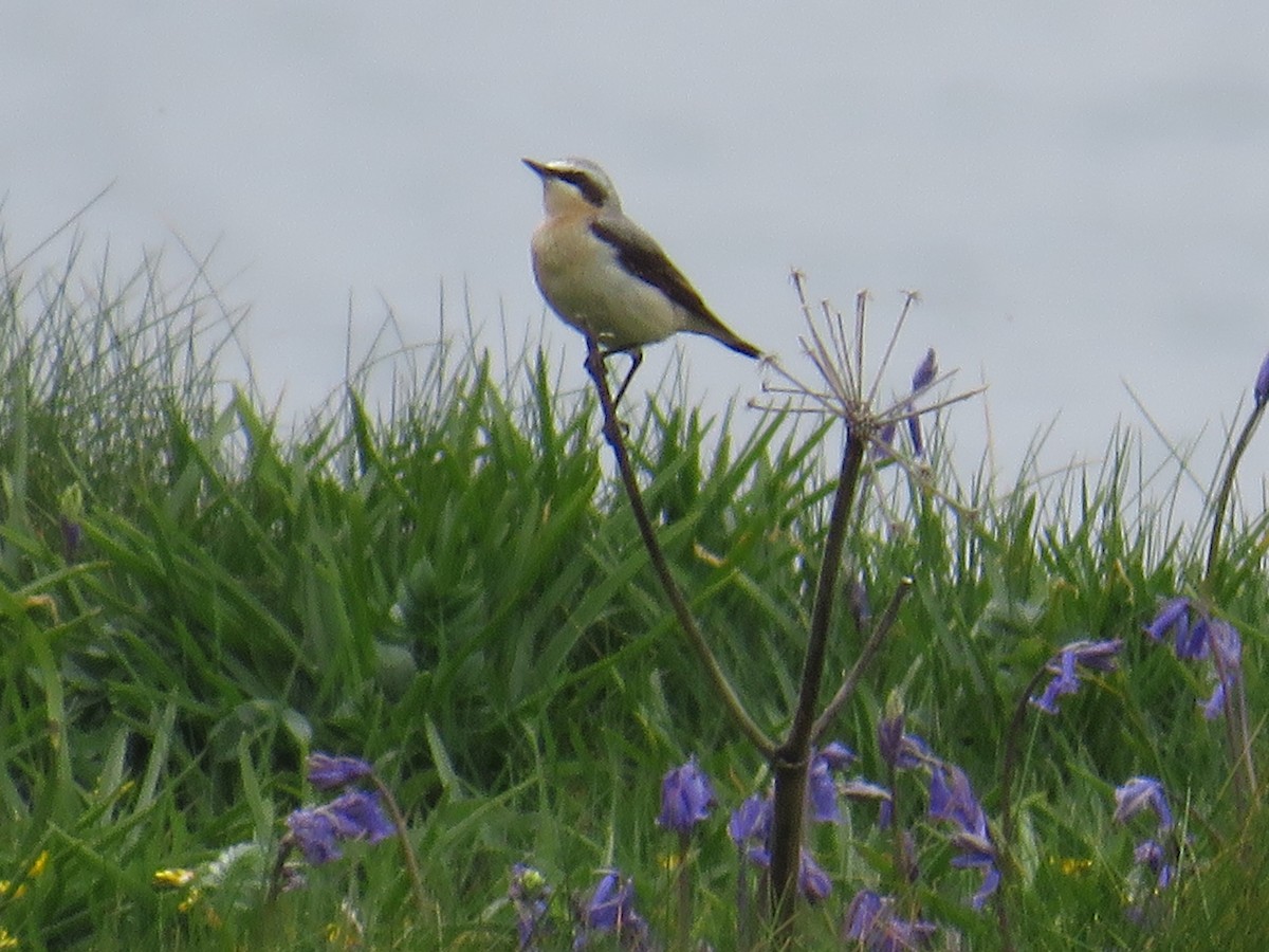 Northern Wheatear - Sally Bergquist