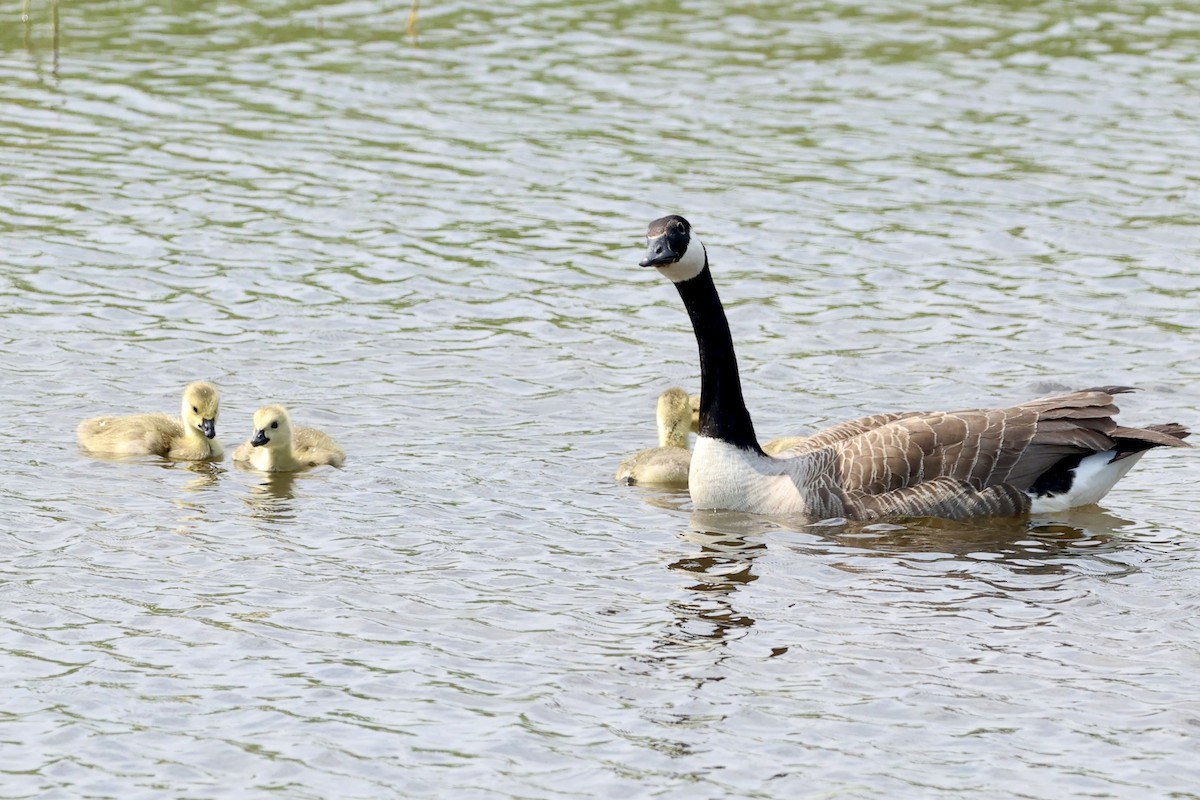 Canada Goose - Tyler Atkinson