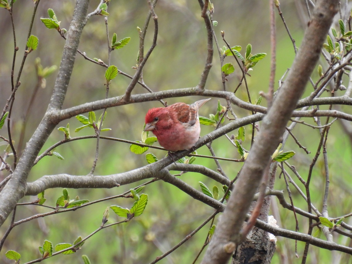 Purple Finch - ML618905966