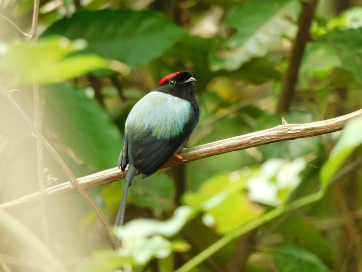 Long-tailed Manakin - ML618905969