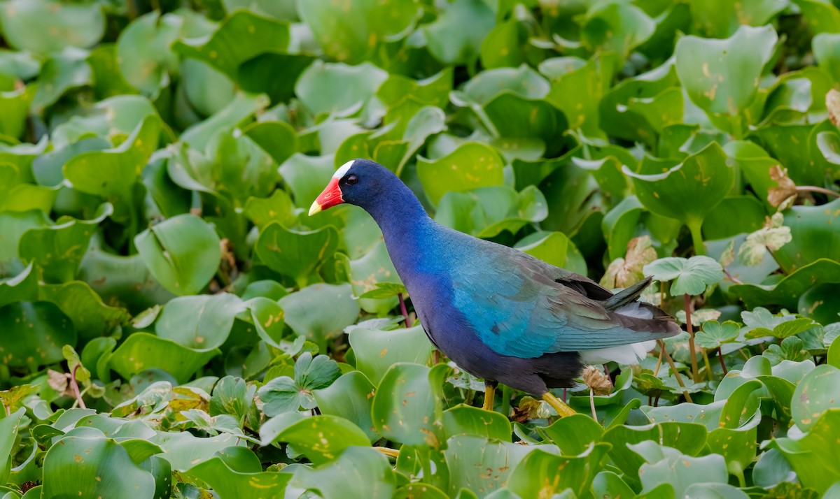 Purple Gallinule - Jim Merritt