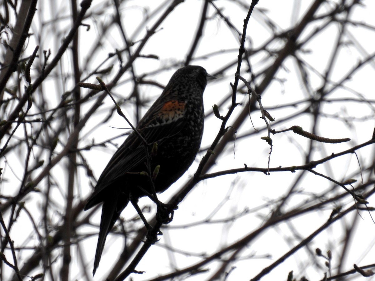 Red-winged Blackbird - Trish Berube