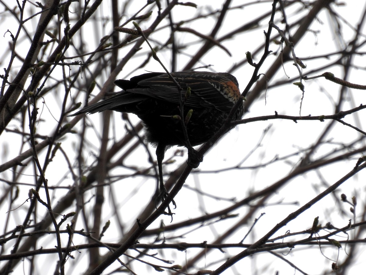 Red-winged Blackbird - Trish Berube