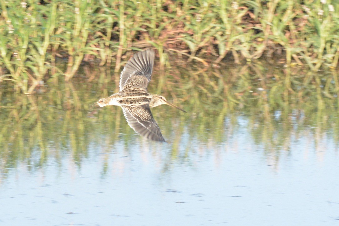 African Snipe - ML618905989