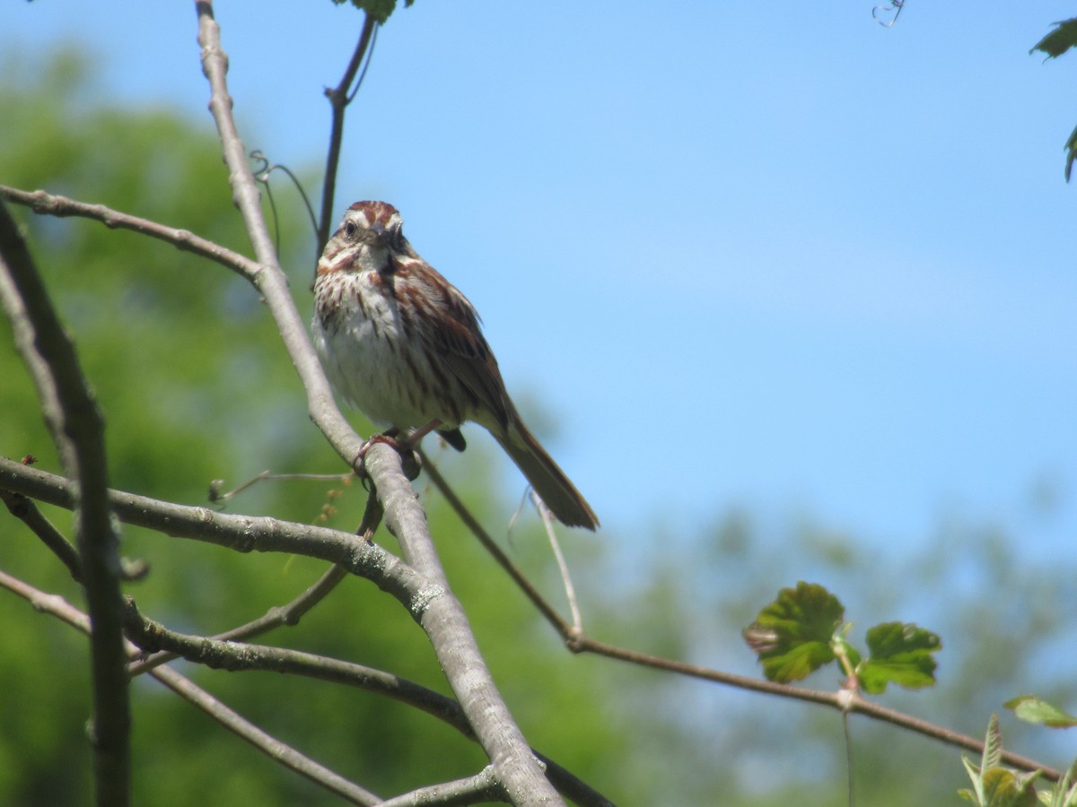 Song Sparrow - Barry Capella