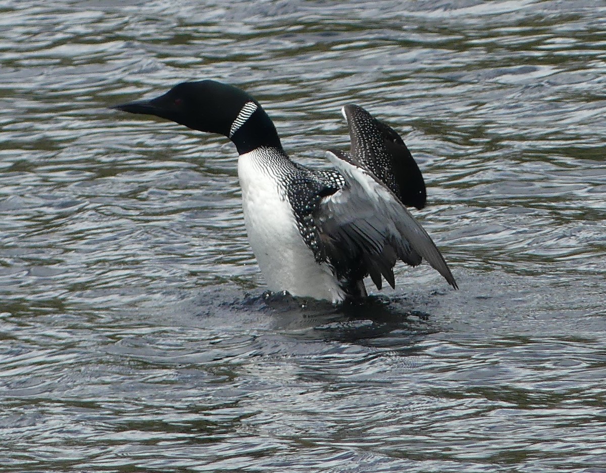 Common Loon - ML618906003