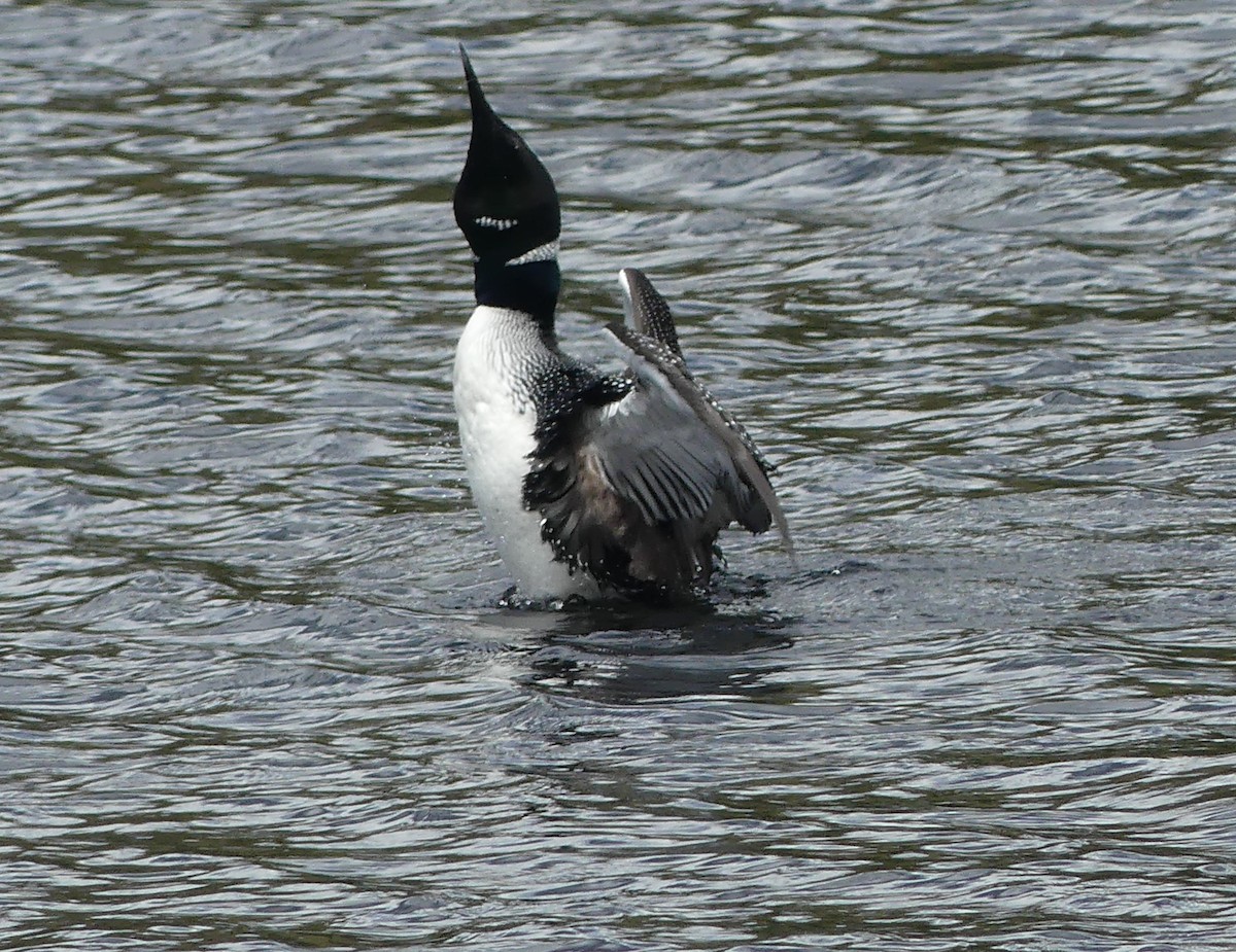 Common Loon - claudine lafrance cohl