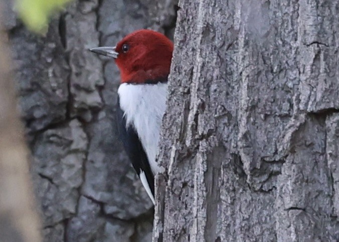 Red-headed Woodpecker - ML618906005