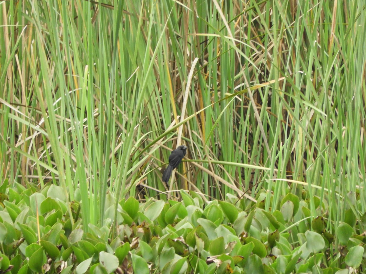 Smooth-billed Ani - ML618906012